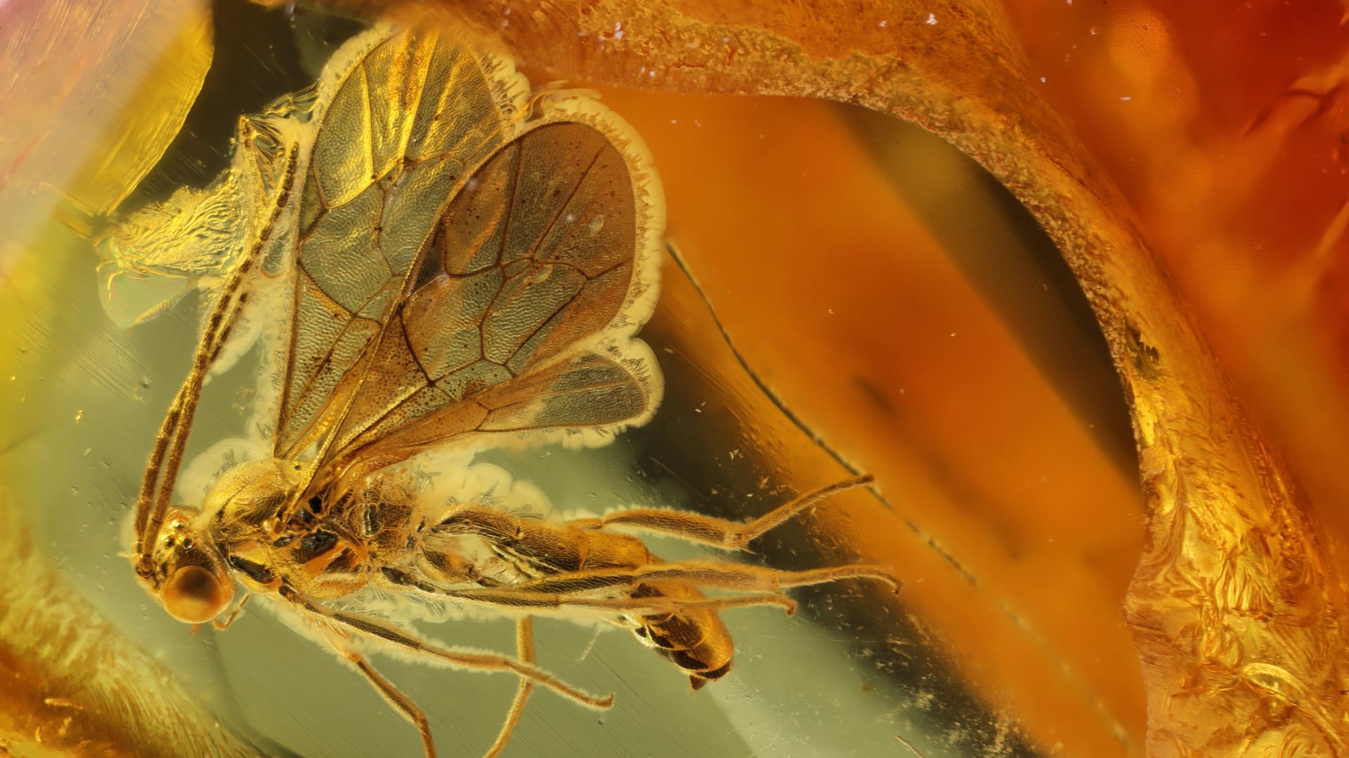 Science et foi : qui en a fait des ennemis ?