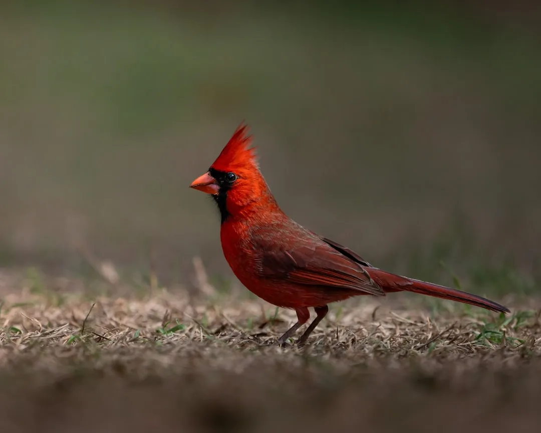Cardinal Parolin: que le Seigneur fasse taire les armes et que les hommes se réconcilient