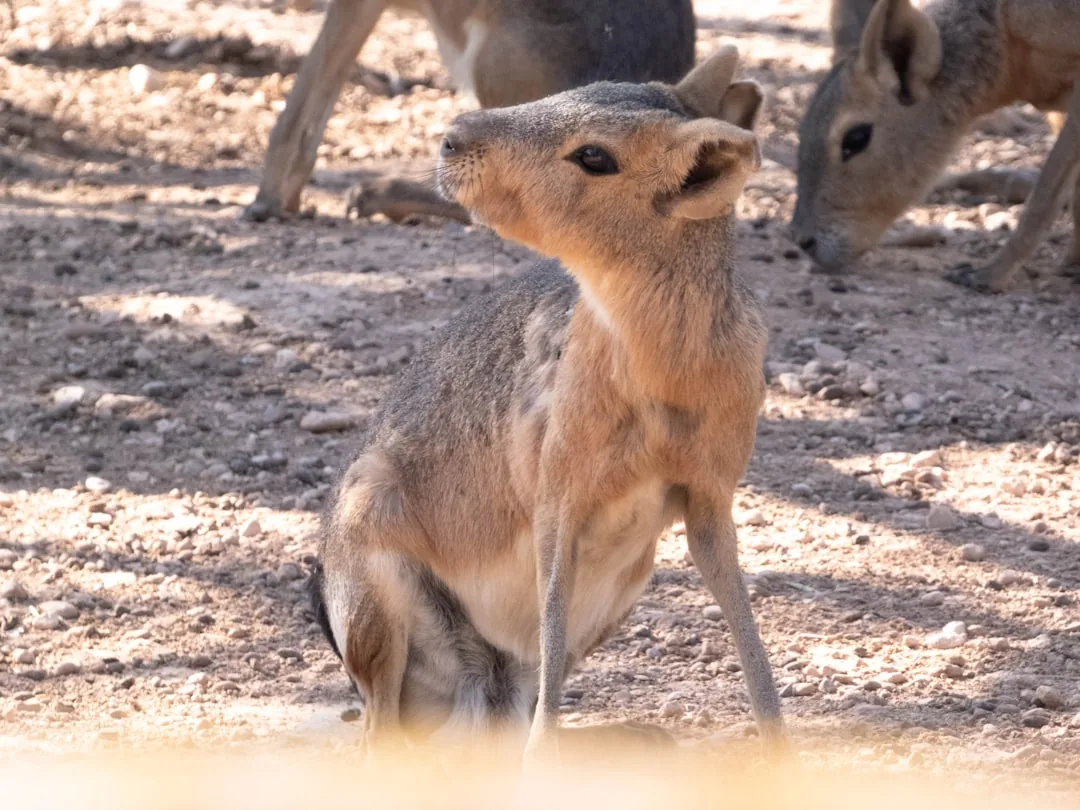 Ramelow sieht in Friedlicher Revolution ein Vorbild für Iran