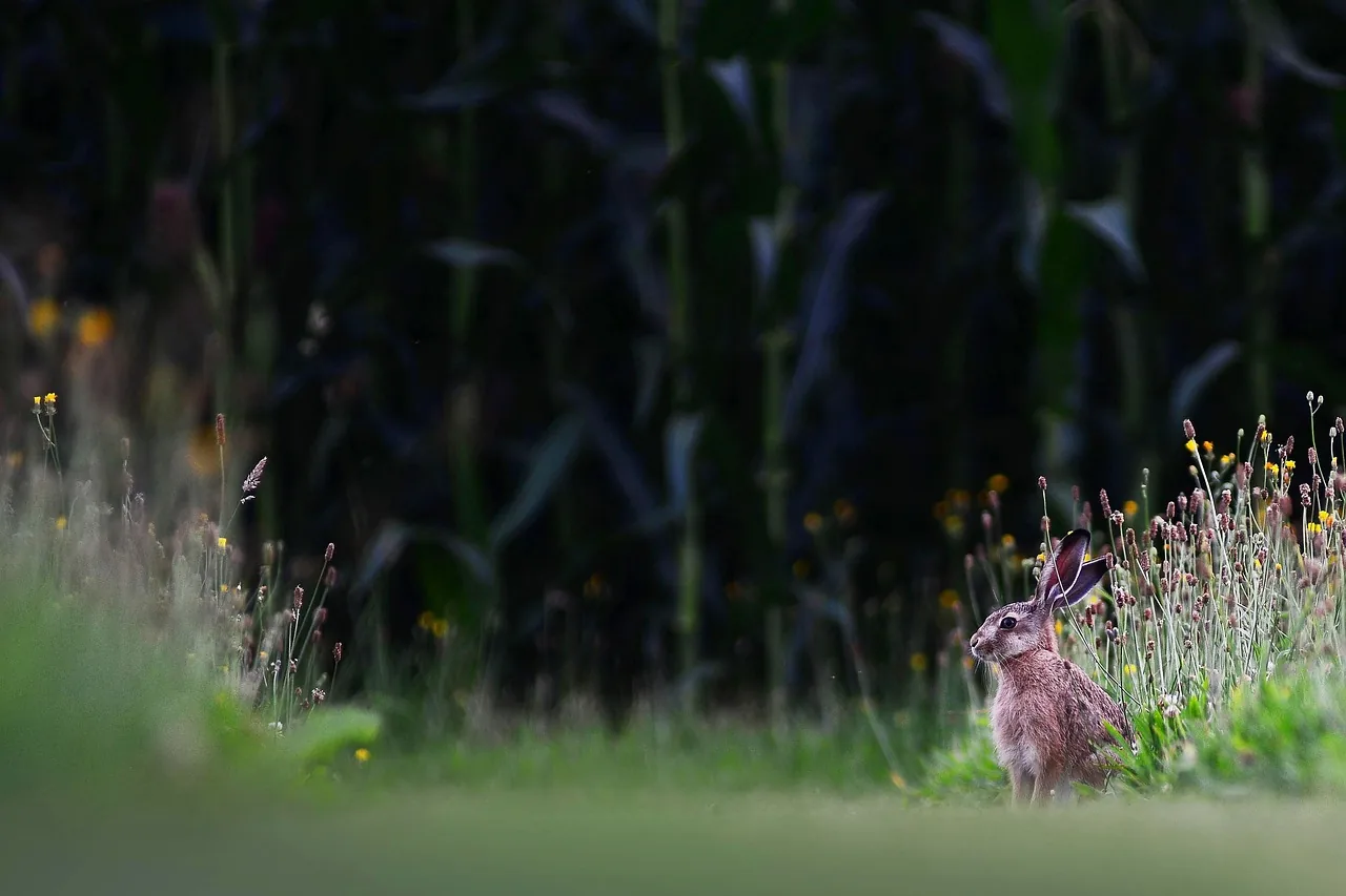 Ataques deixam mais de 20 cristãos mortos na Etiópia