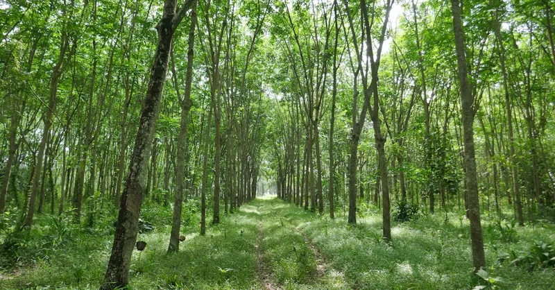 Sola pero no Solitaria: Compañía Divina en la Soledad