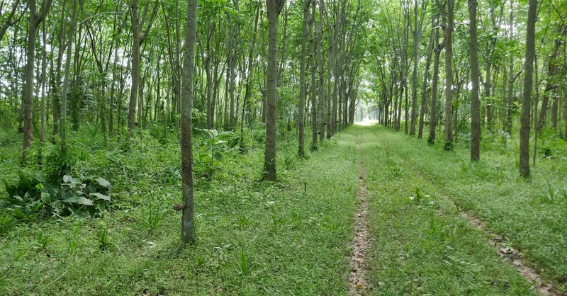 Mayordomía Ambiental: La Responsabilidad Cristiana Urgente